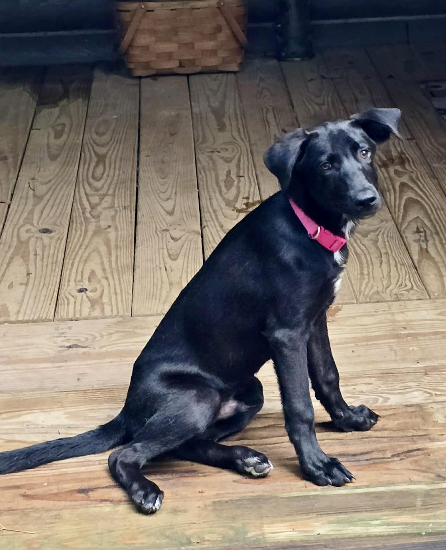 Enlarge Spark, an adopted mixed breed in Ooltewah, TN image 3/6