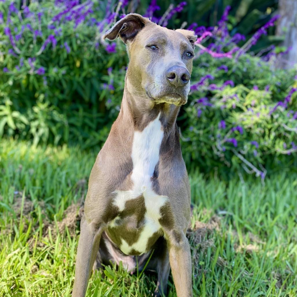 Enlarge Monkey, a Adoptable mixed breed in Keaau, HI image 1/4