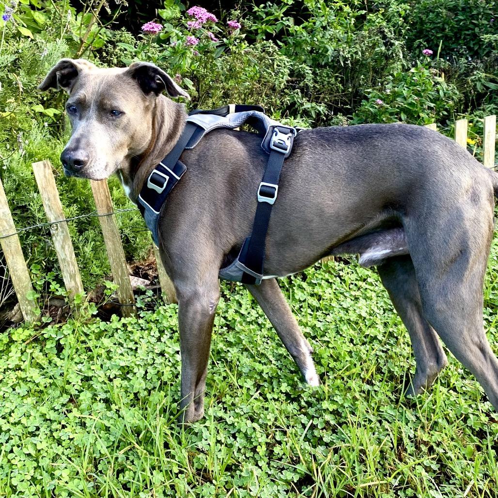 Enlarge Monkey, a Adoptable mixed breed in Keaau, HI image 2/4
