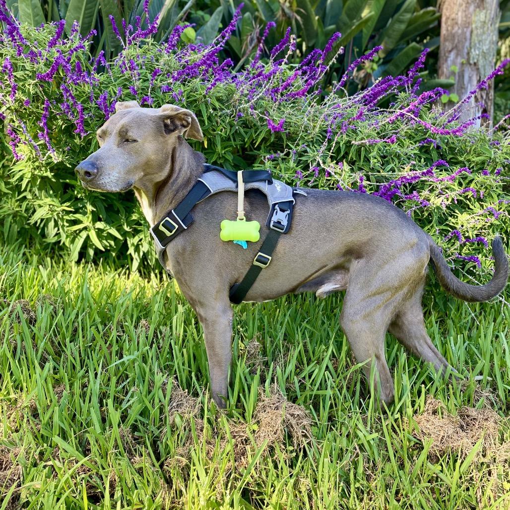 Enlarge Monkey, a Adoptable mixed breed in Keaau, HI image 3/4