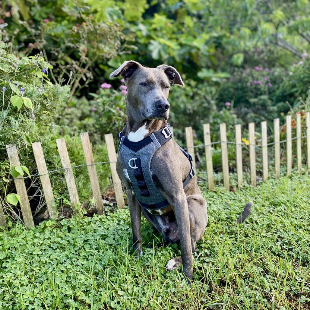 Enlarge Monkey, a Adoptable mixed breed in Keaau, HI image 4/4