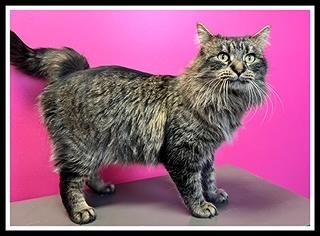 SHERBET LEMON, Adoptable, Young Male Domestic Long Hair.