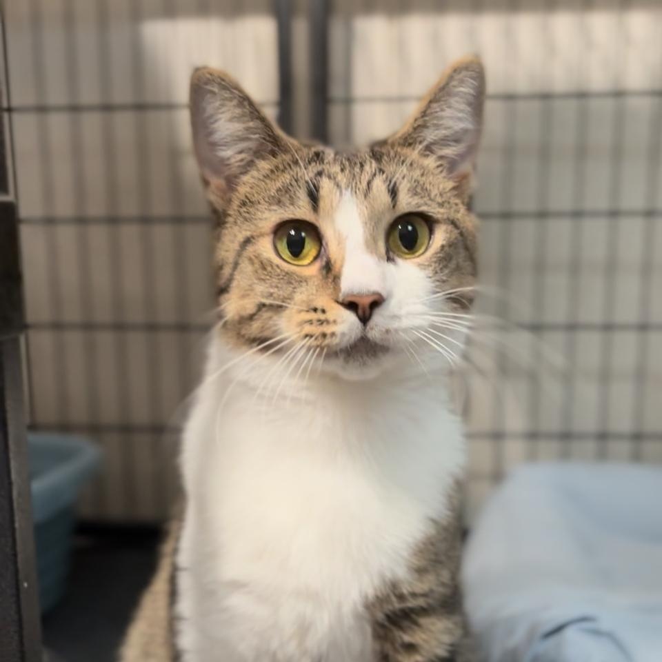 Enlarge Tigger, an adopted Domestic Short Hair in Crown Point, IN image 2/2