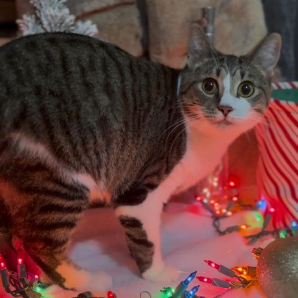 Enlarge Tigger, an adopted Domestic Short Hair in Crown Point, IN image 1/2