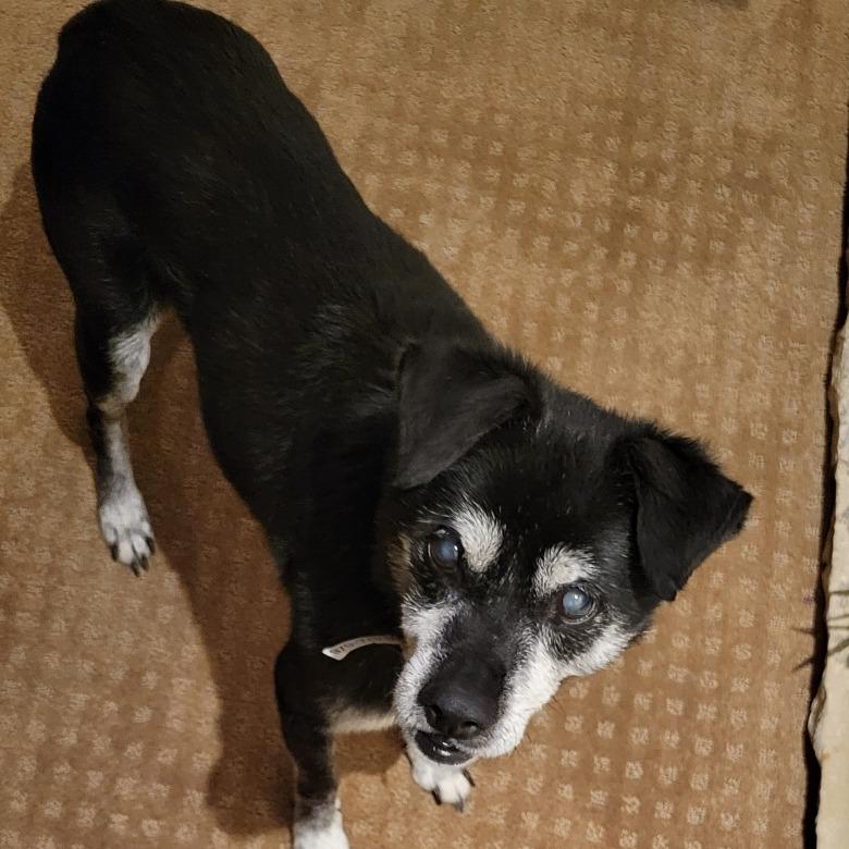 Enlarge Lamar, a Adoptable Mixed Breed in Colorado Springs, CO image 1/6