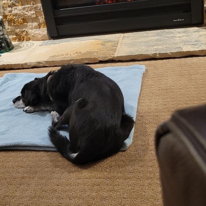 Enlarge Lamar, a Adoptable Mixed Breed in Colorado Springs, CO image 2/6