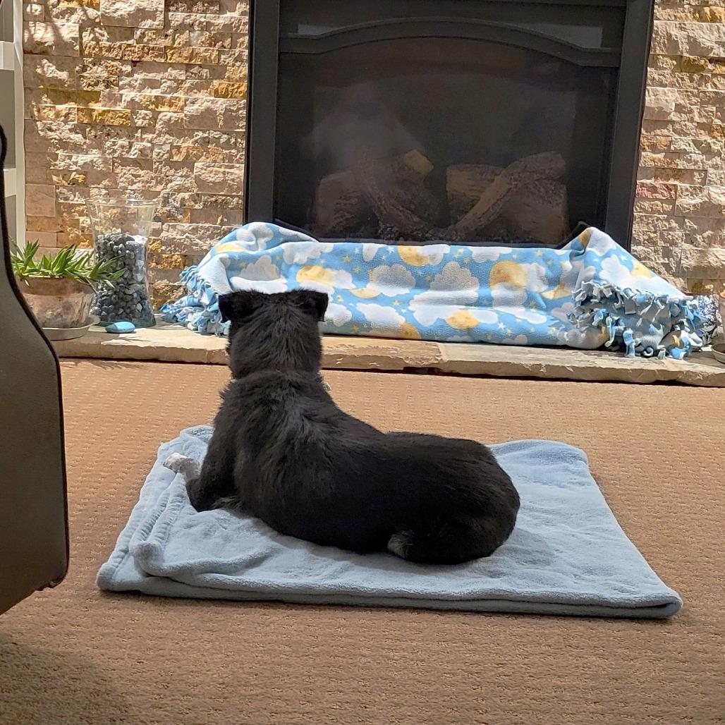 Enlarge Lamar, a Adoptable Mixed Breed in Colorado Springs, CO image 3/6