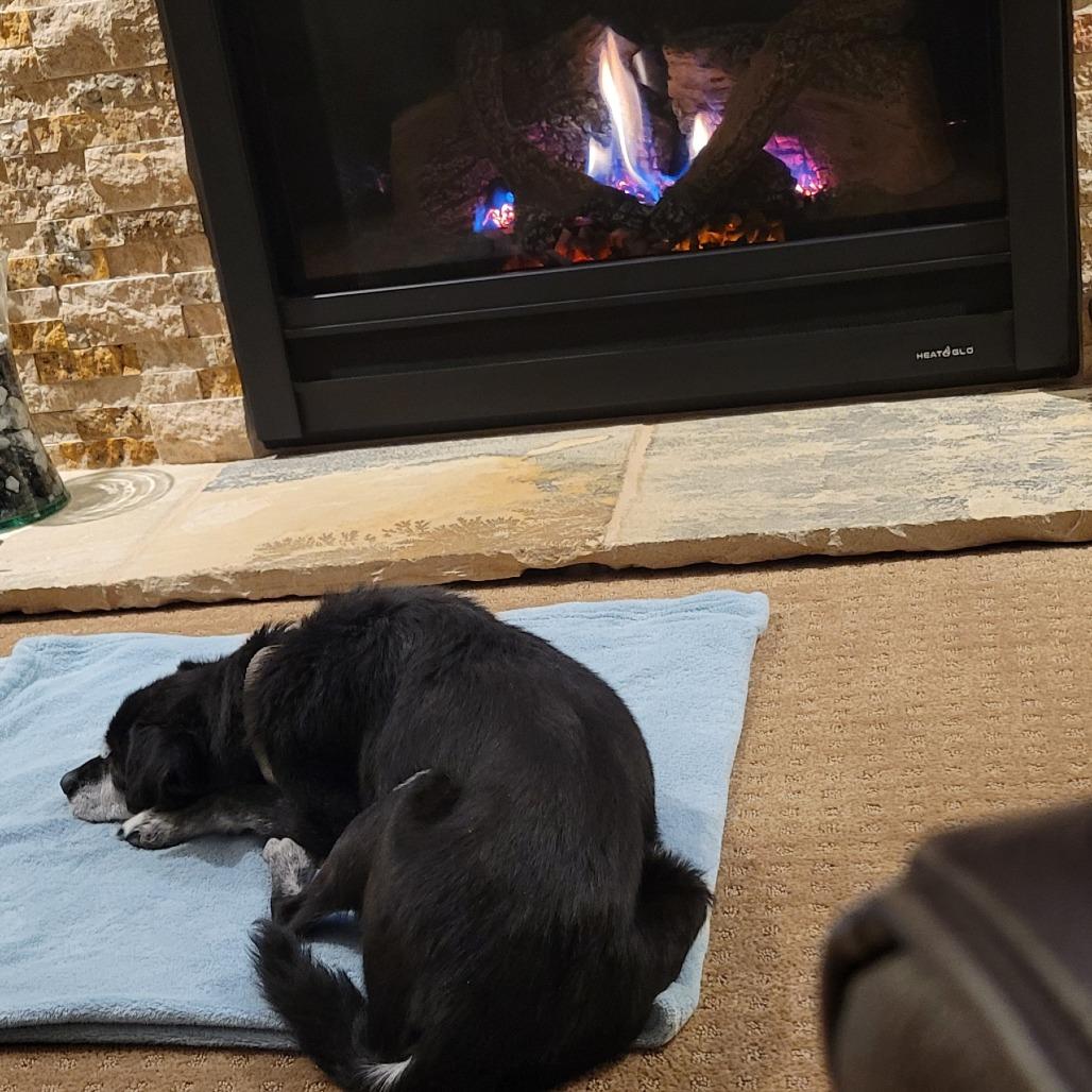 Enlarge Lamar, a Adoptable Mixed Breed in Colorado Springs, CO image 4/6