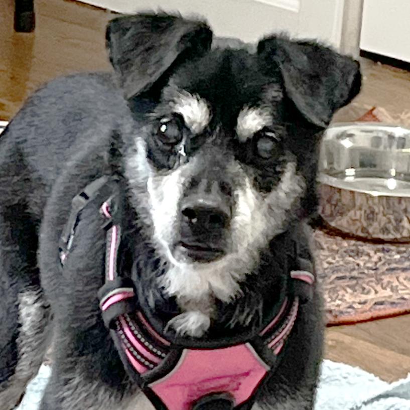 Enlarge Lamar, a Adoptable Mixed Breed in Colorado Springs, CO image 5/6