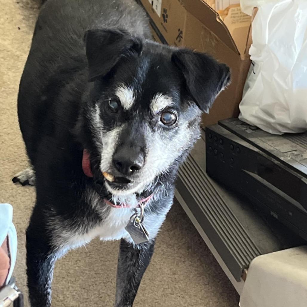 Enlarge Lamar, a Adoptable Mixed Breed in Colorado Springs, CO image 6/6