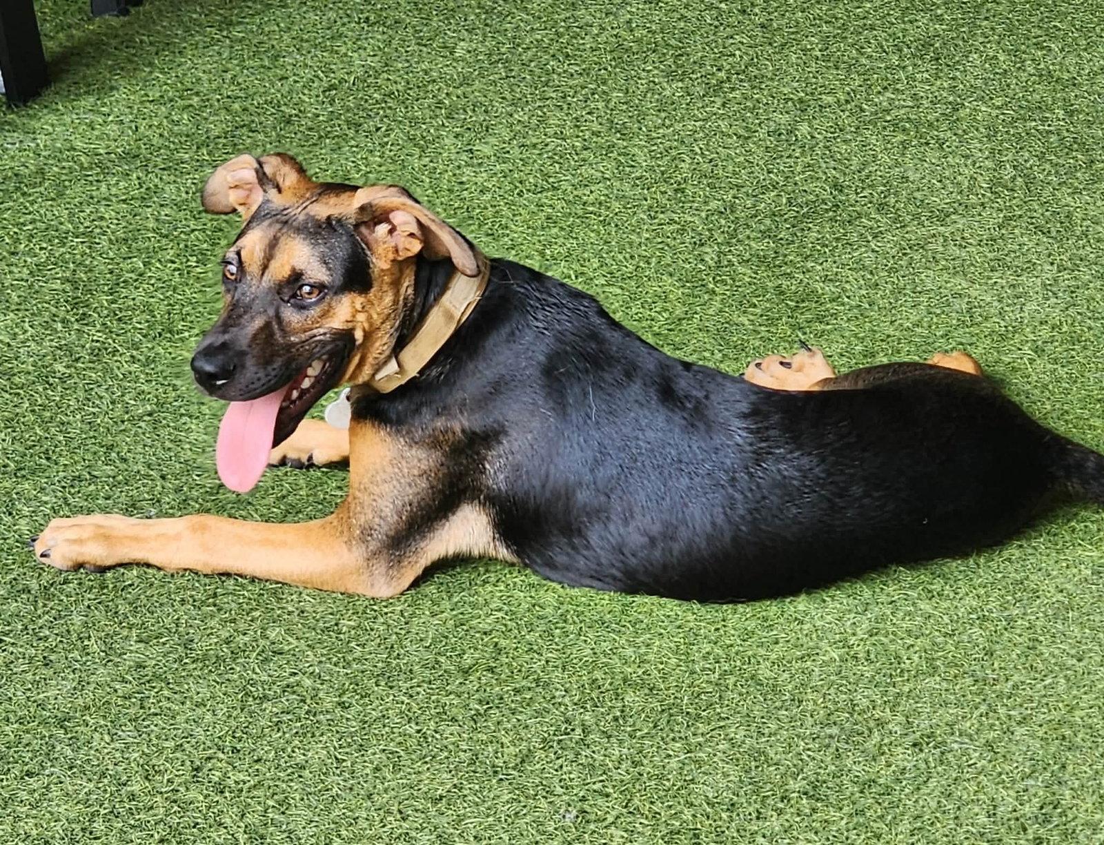 Enlarge Mario, a Adoptable Australian Shepherd in West Des Moines, IA image 1/3