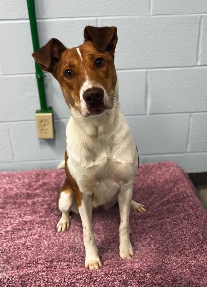 Enlarge Chica, an adopted Mixed Breed in Pearisburg, VA image 1/1