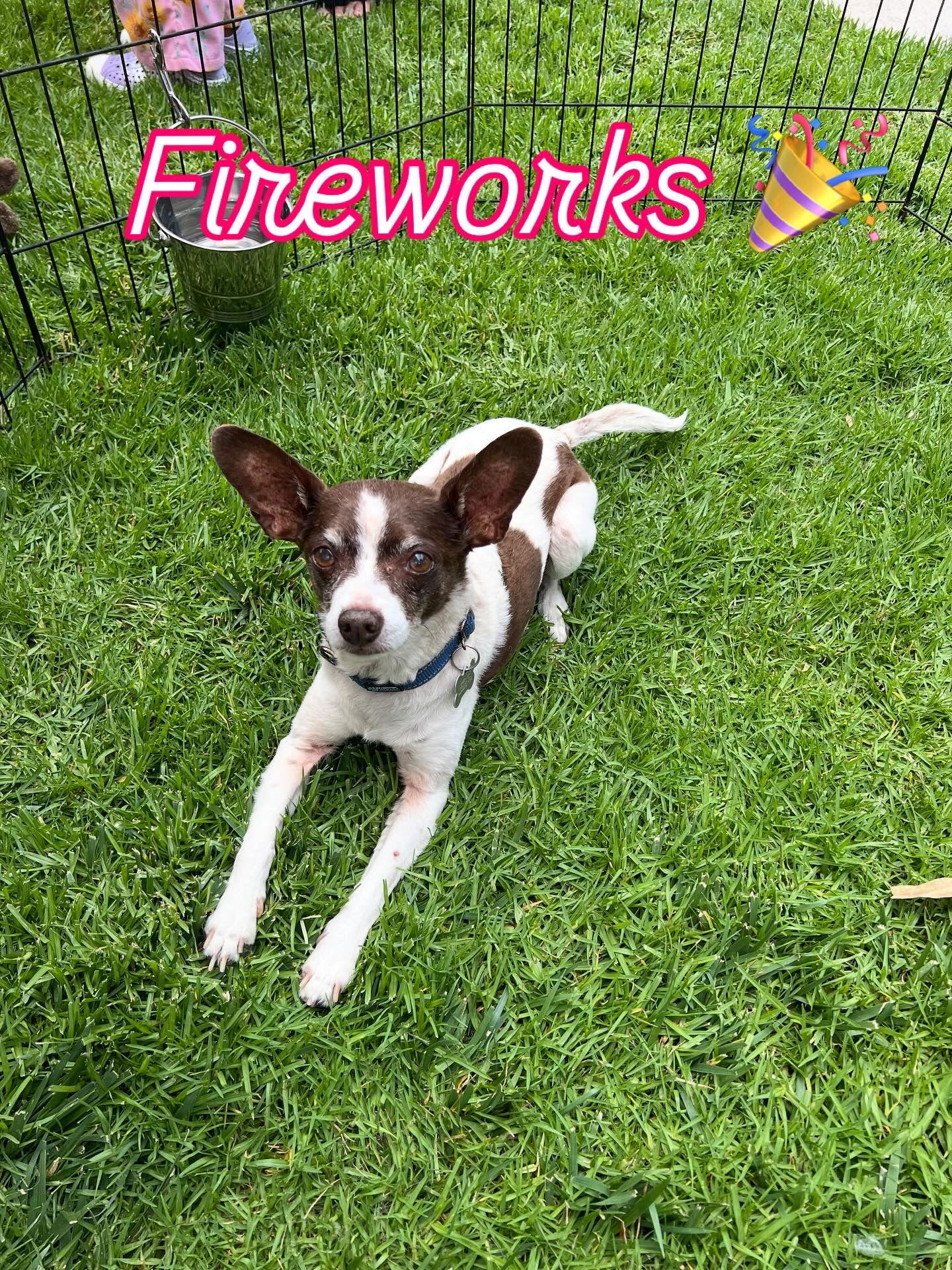 Fireworks, Adoptable, Senior Male Rat Terrier & Smooth Fox Terrier.