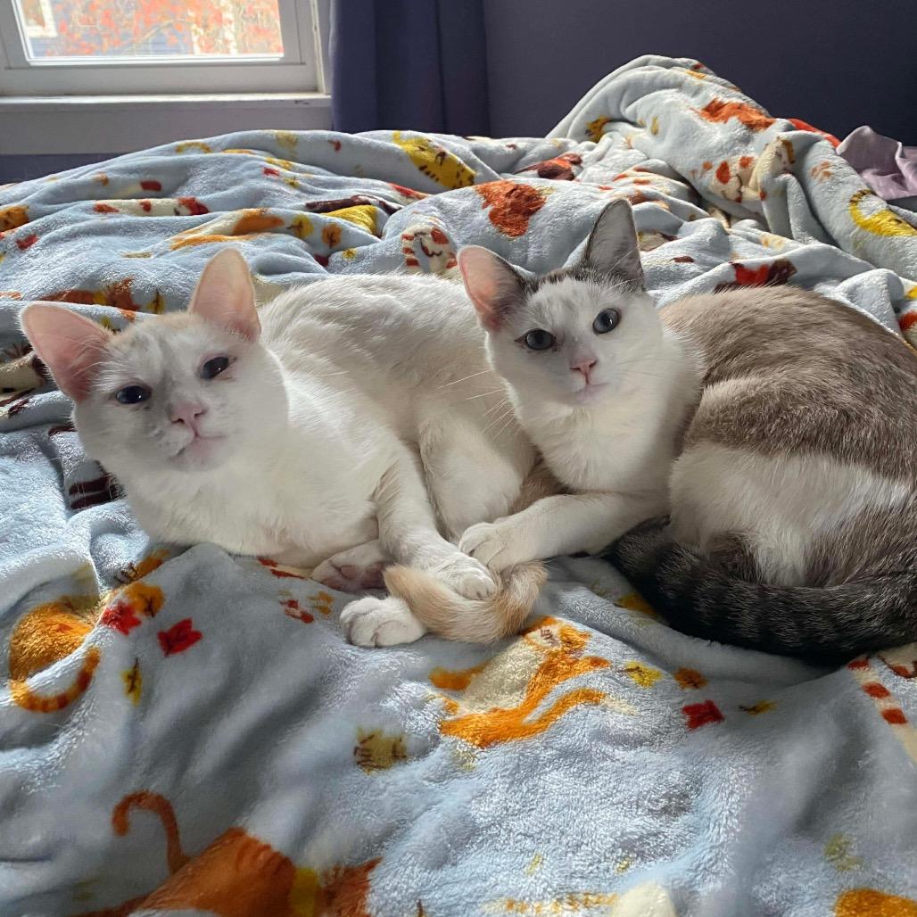 Croissant Macaroon(Bonded pair with Timbit), a Adoptable mixed breed in Lansing, MI image 2/6