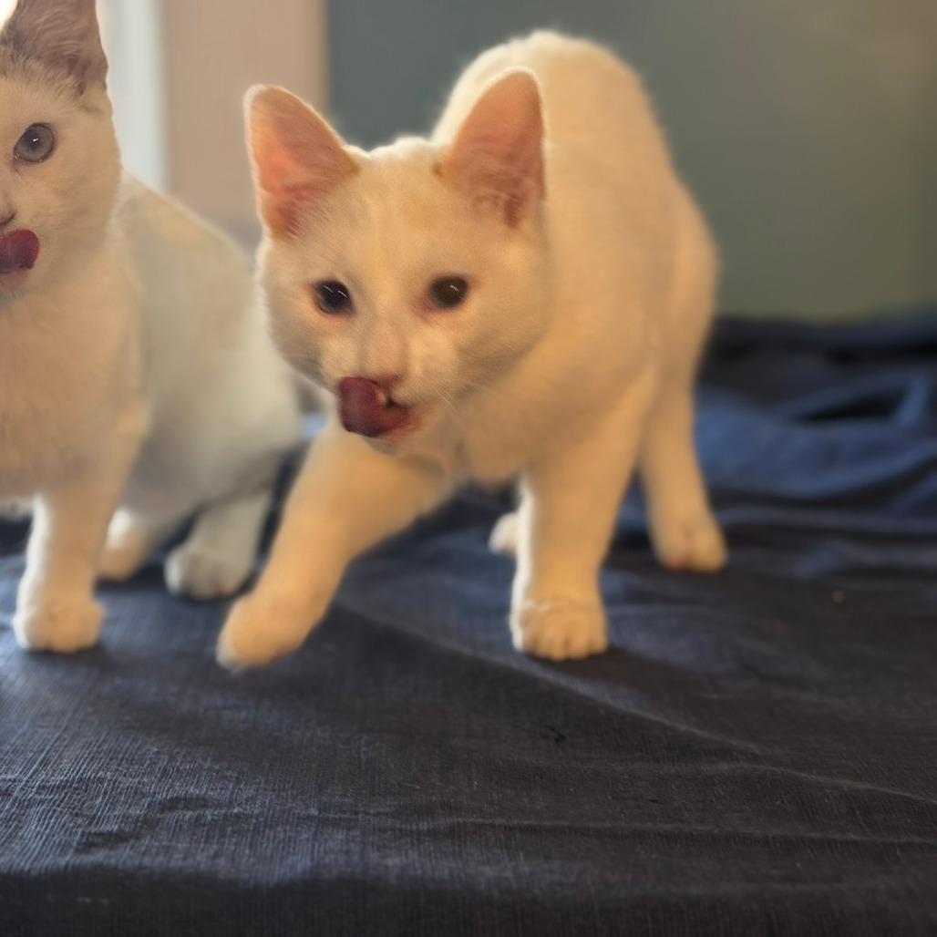 Croissant Macaroon thumbnail 2