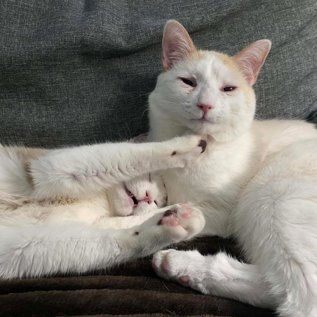 Croissant Macaroon(Bonded pair with Timbit), a Adoptable mixed breed in Lansing, MI image 3/6