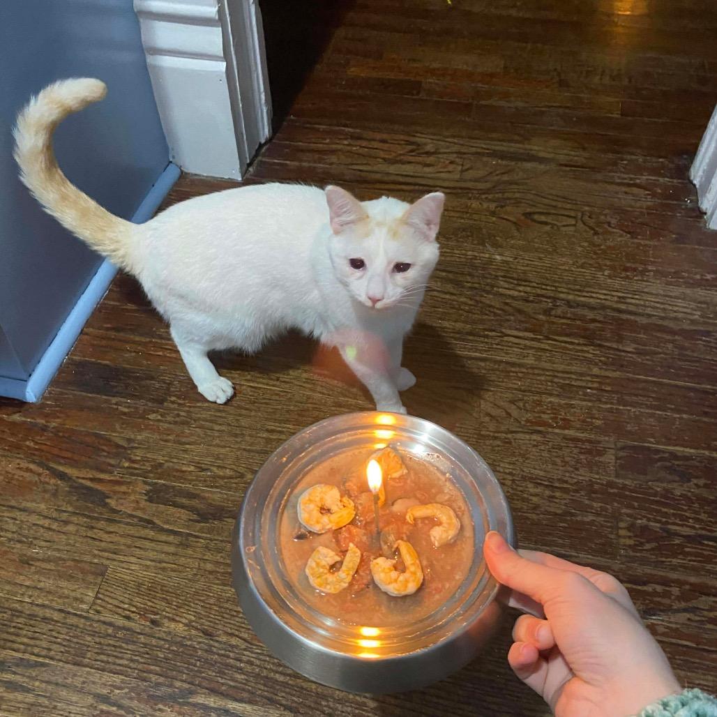 Croissant Macaroon(Bonded pair with Timbit), a Adoptable mixed breed in Lansing, MI image 4/6