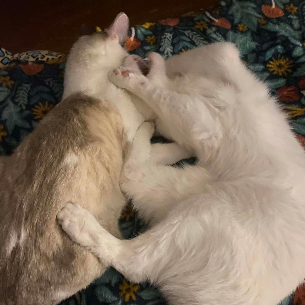 Croissant Macaroon(Bonded pair with Timbit), a Adoptable mixed breed in Lansing, MI image 5/6