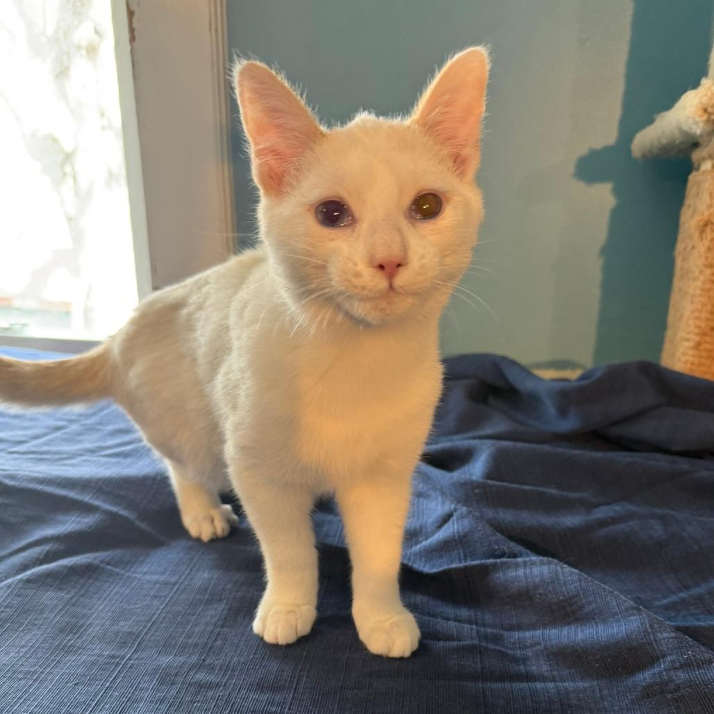 Croissant Macaroon thumbnail 4