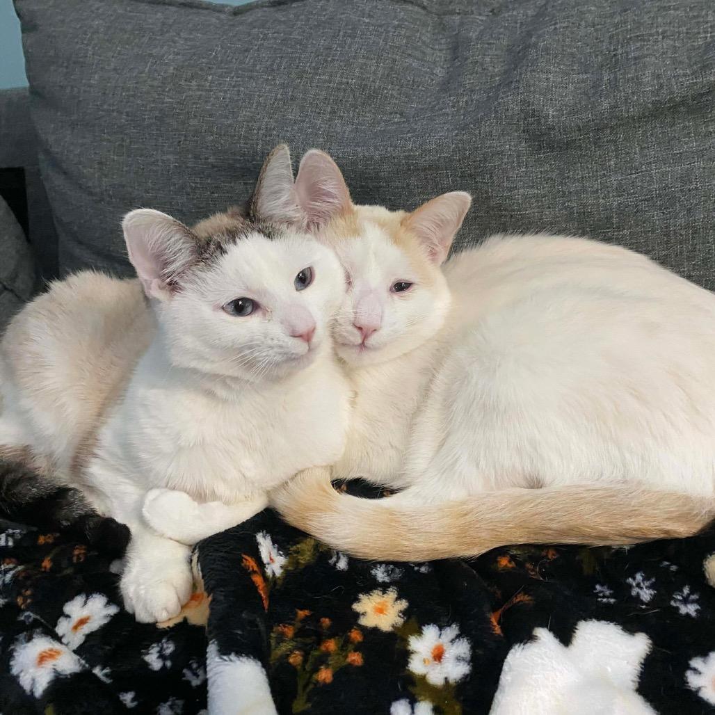 Croissant Macaroon(Bonded pair with Timbit), a Adoptable mixed breed in Lansing, MI image 6/6