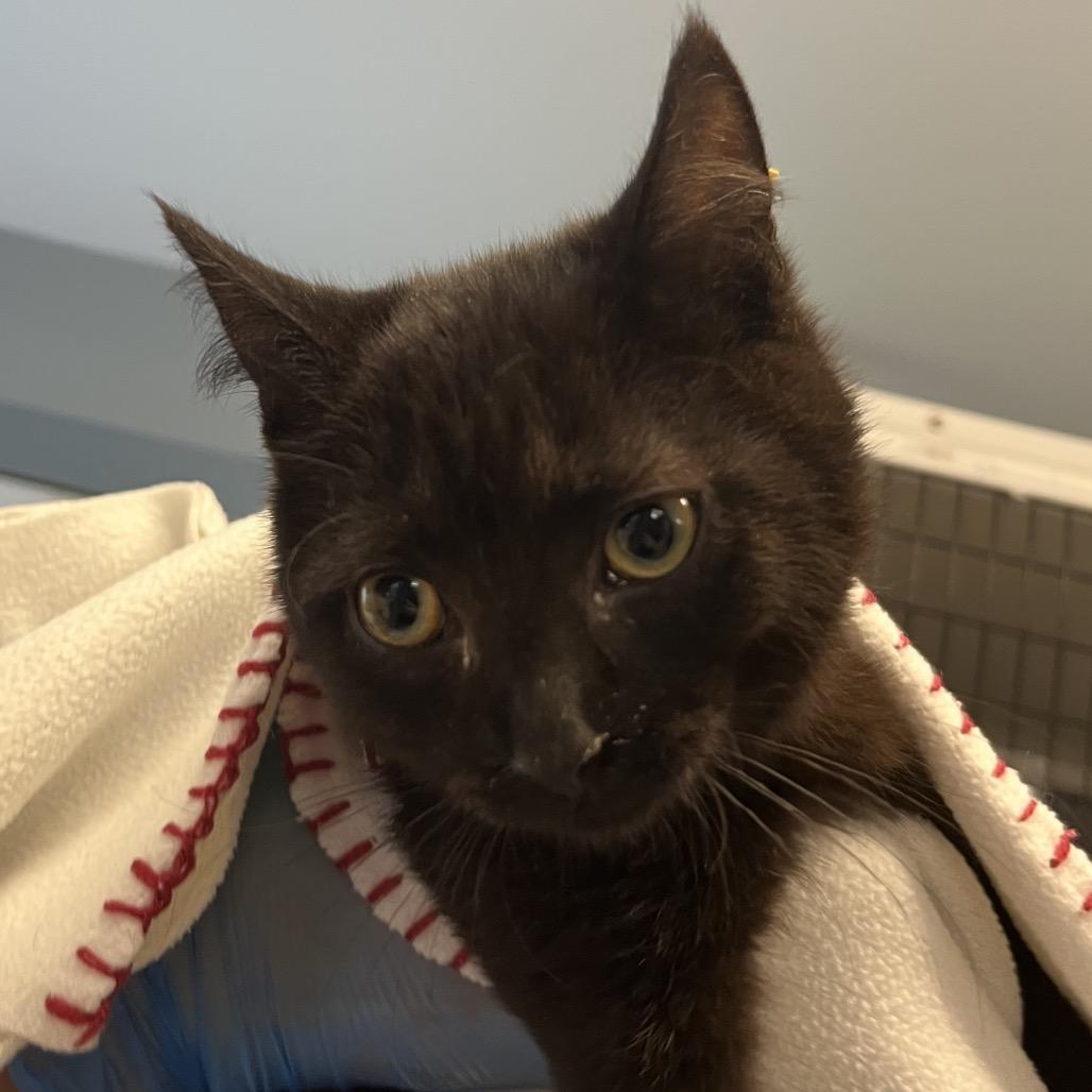 Enlarge Stormy, a Adoptable Domestic Short Hair in Ruckersville, VA image 1/2