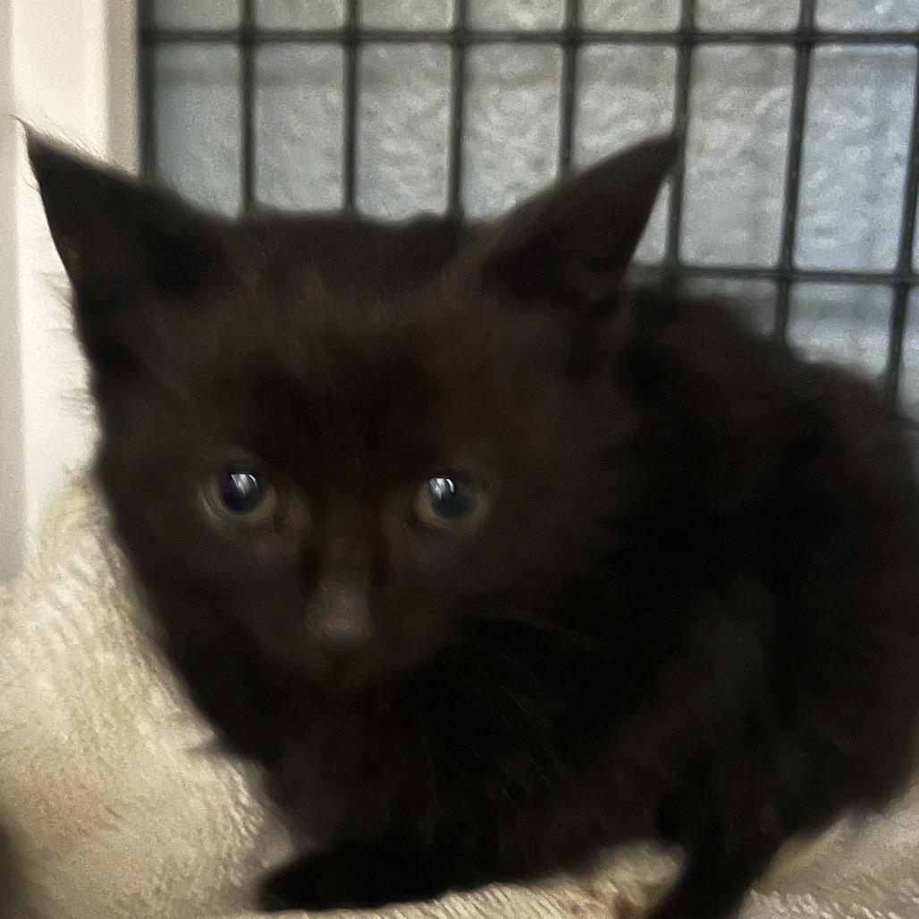 Enlarge Stormy, a Adoptable Domestic Short Hair in Ruckersville, VA image 2/2