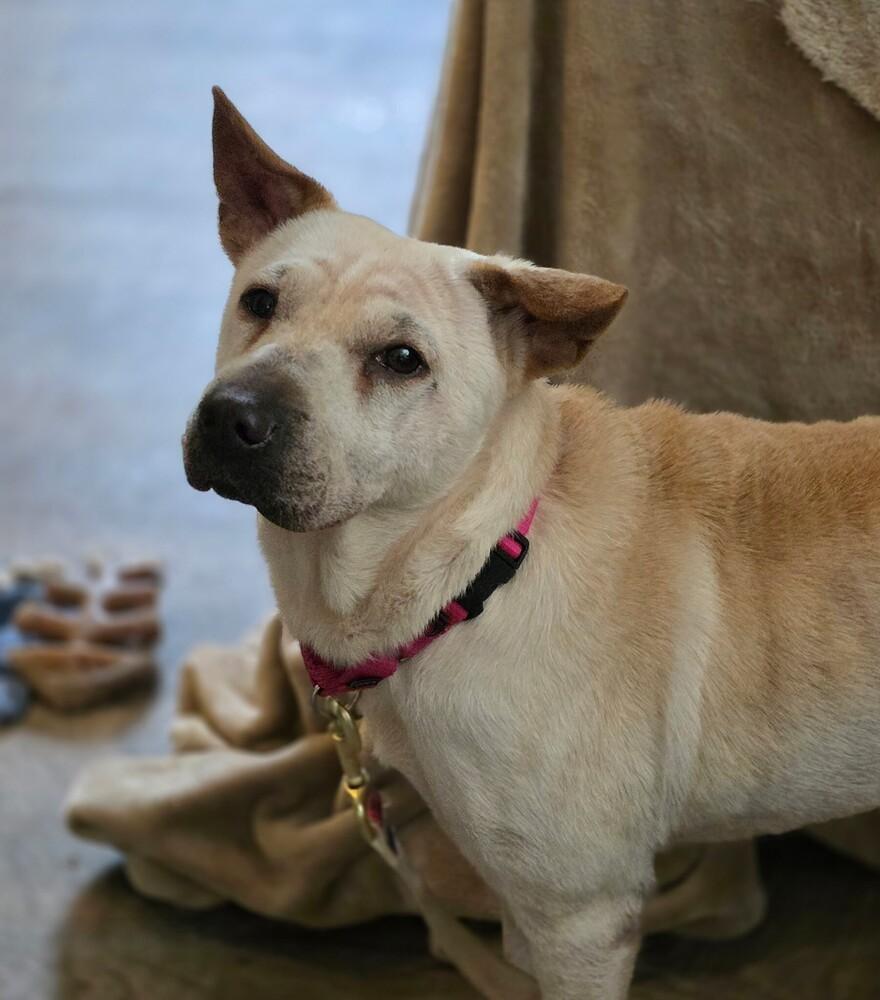 June, Adoptable, Adult Female Shar-Pei & Carolina Dog.