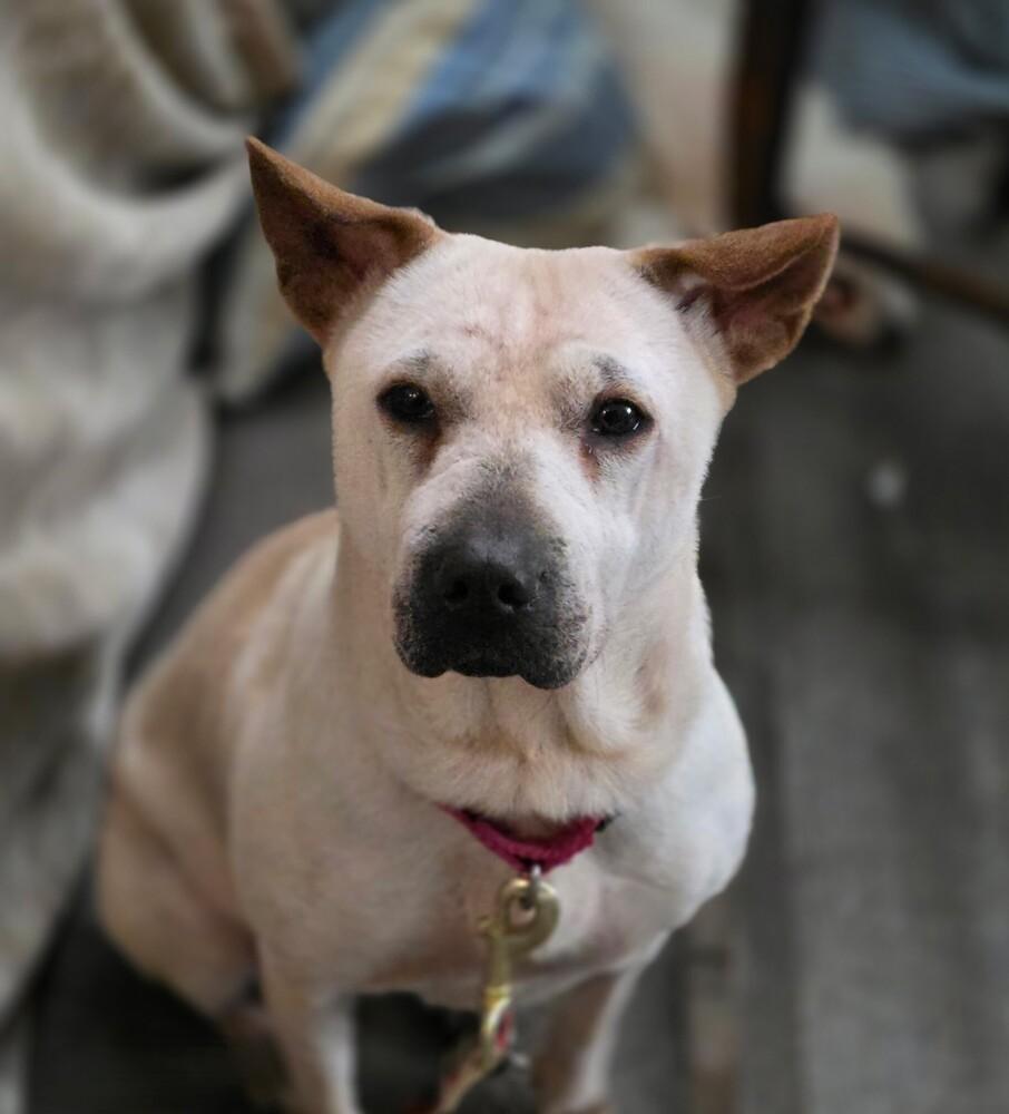 Enlarge June, a Adoptable mixed breed in Washington, DC image 2/4