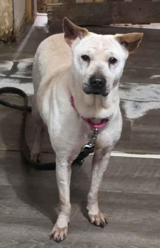 Enlarge June, a Adoptable mixed breed in Washington, DC image 3/4