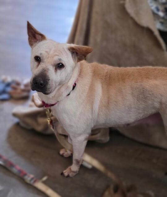 Enlarge June, a Adoptable mixed breed in Washington, DC image 4/4