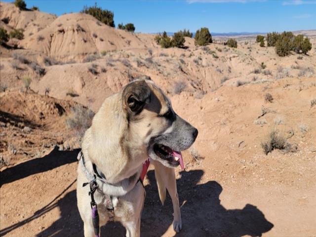 Enlarge SHEBA, a Adoptable Mixed Breed in Santa Fe, NM image 1/1