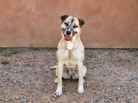 Enlarge SHEBA, a Adoptable Mixed Breed in Santa Fe, NM image 1/1