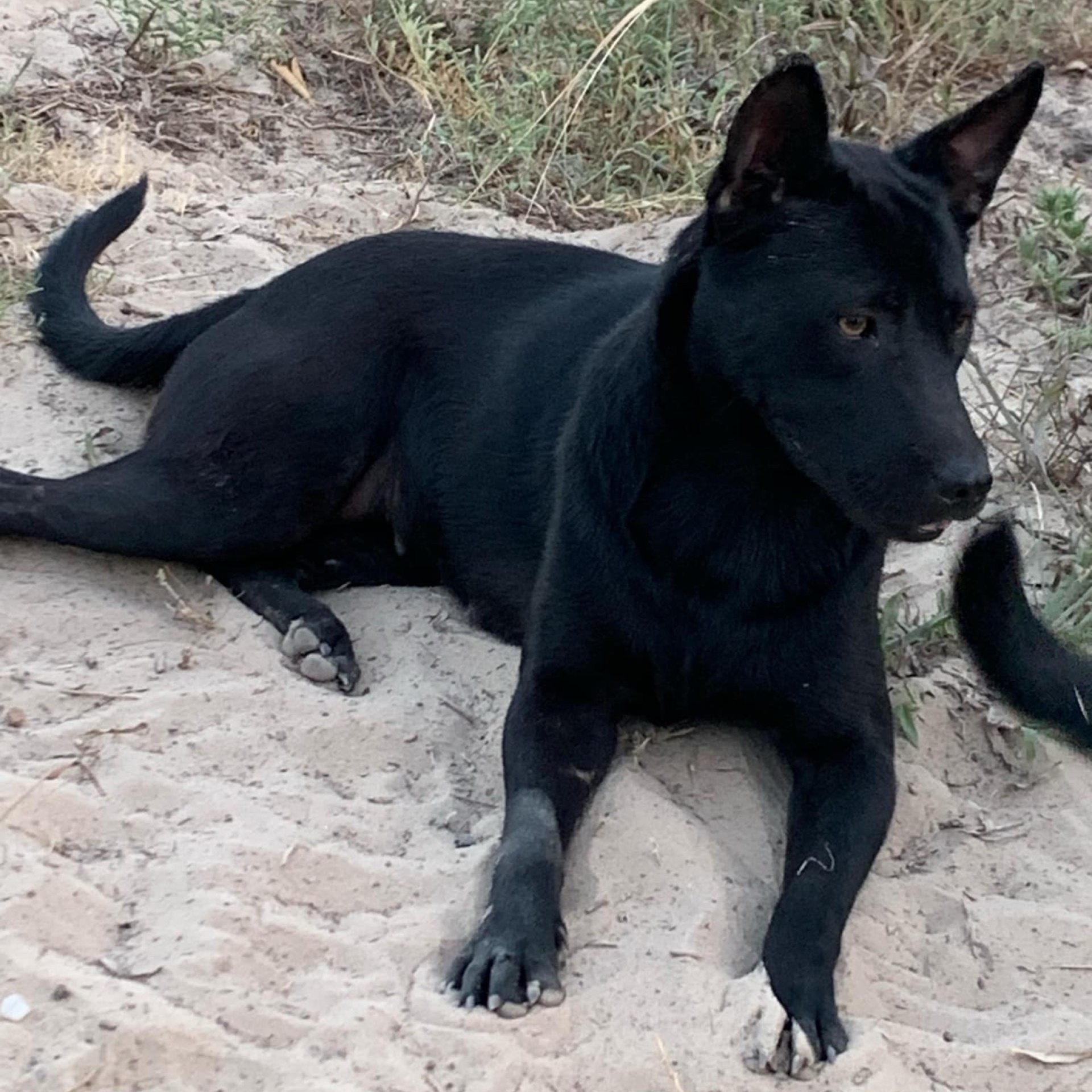 Cerci PC, an adoptable Shepherd in Goliad, TX, 77963 | Photo Image 3