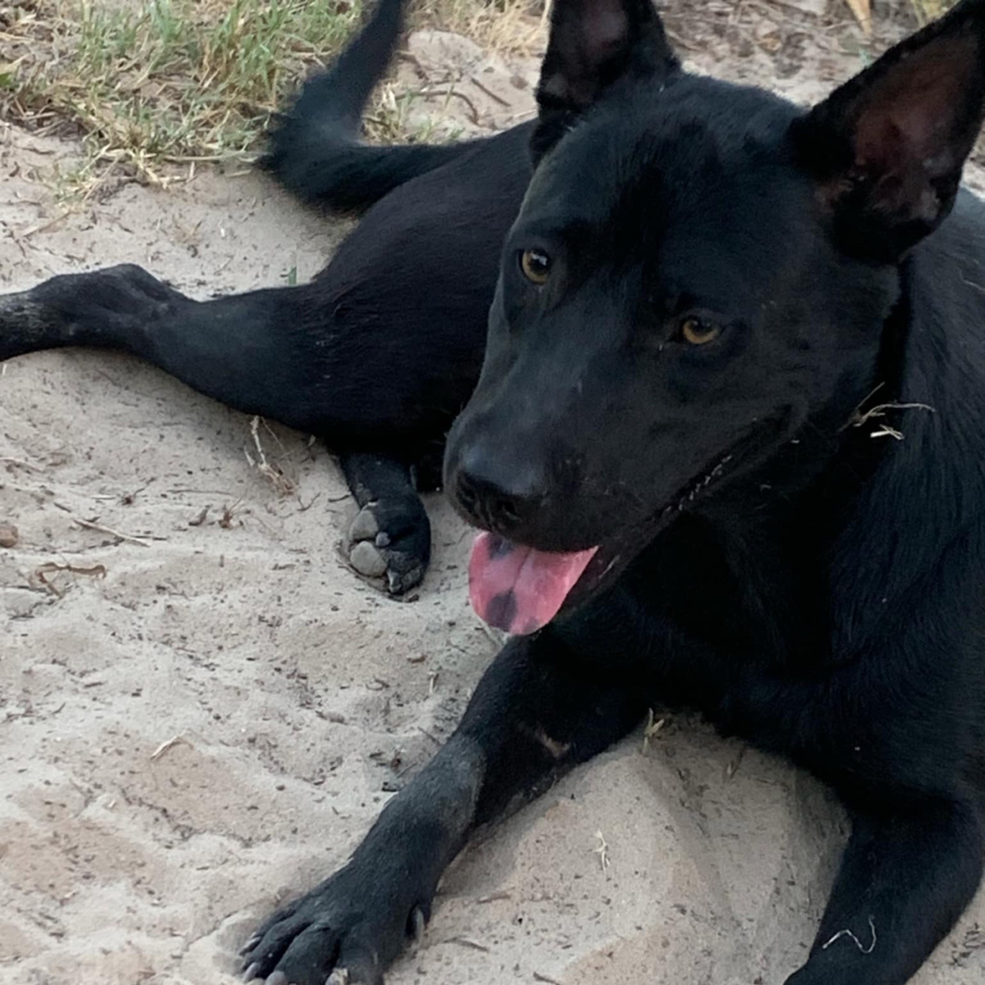 Cerci PC, an adoptable Shepherd in Goliad, TX, 77963 | Photo Image 2