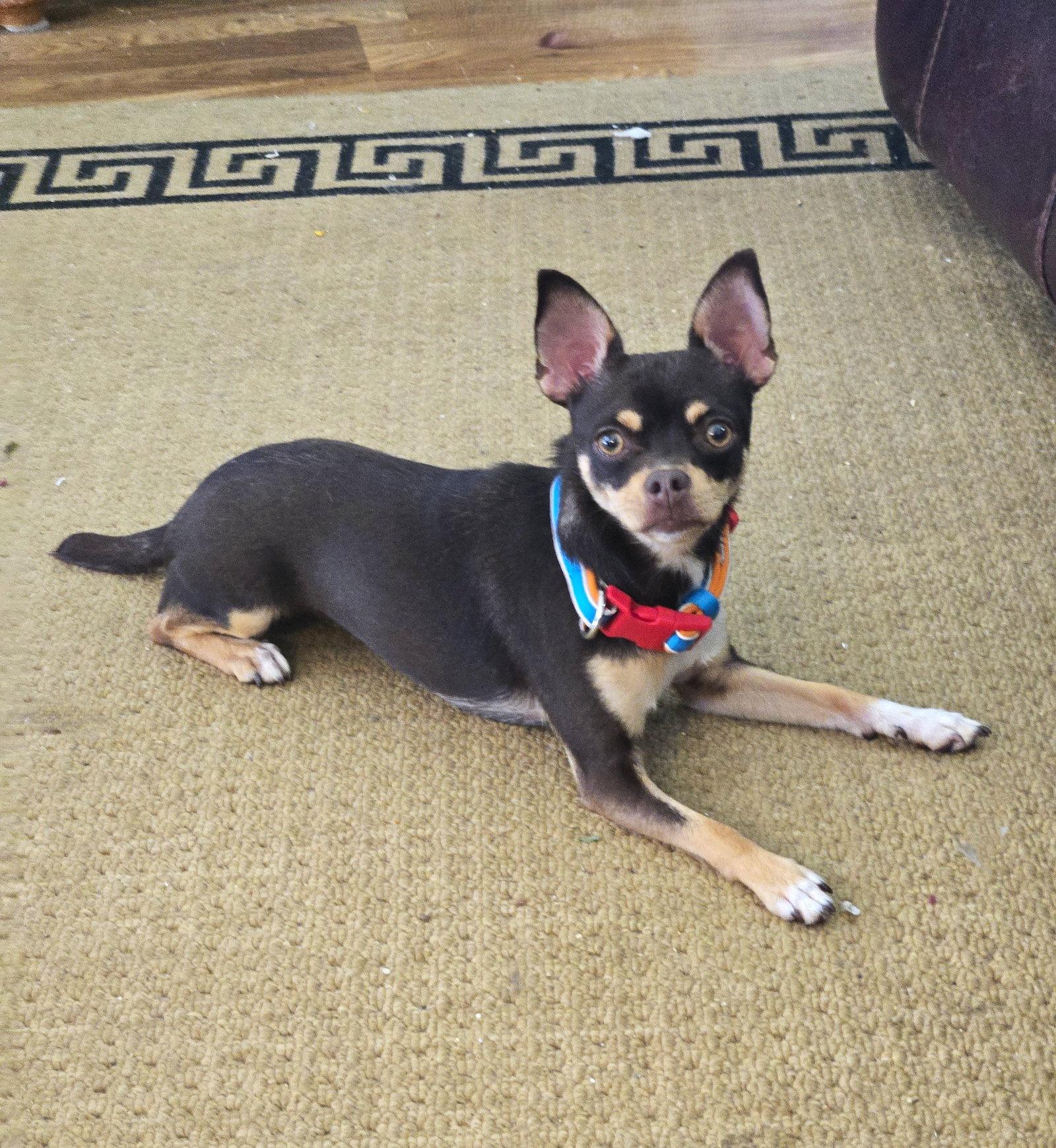 Piper, Adoptable, Adult Female Chihuahua.