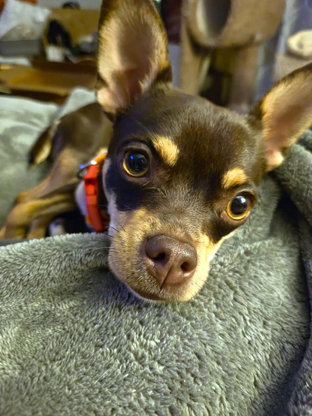 Piper, a Adoptable Chihuahua in Council Bluffs, IA image 2/3