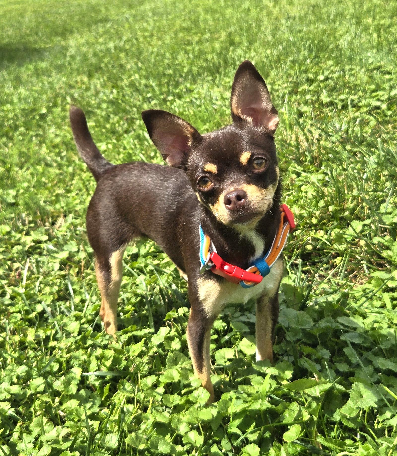 Piper, a Adoptable Chihuahua in Council Bluffs, IA image 3/3