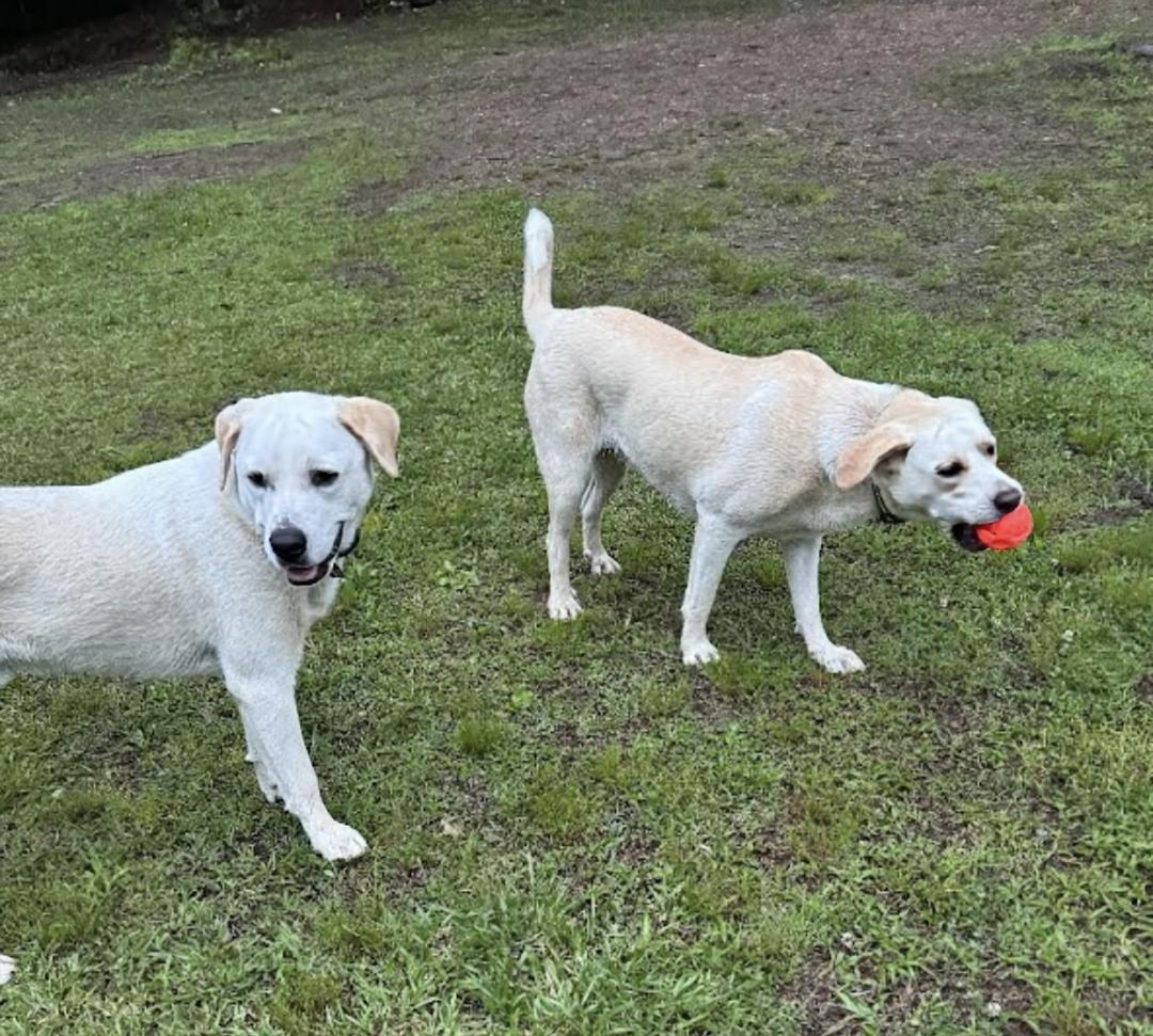 Jack & Jill - NEED HOME ASAP! photo 4