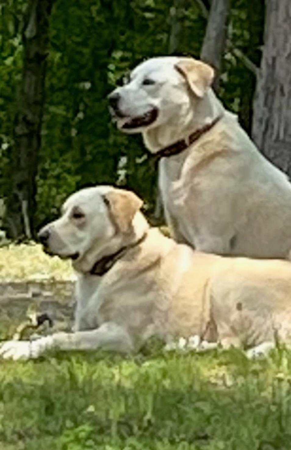 Jack & Jill - NEED HOME ASAP! photo 6