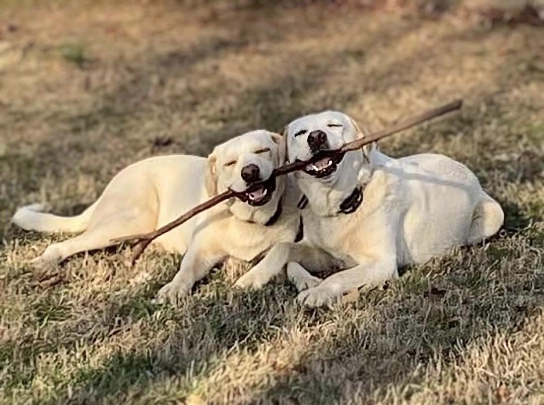 Jack & Jill - NEED HOME ASAP! photo 1