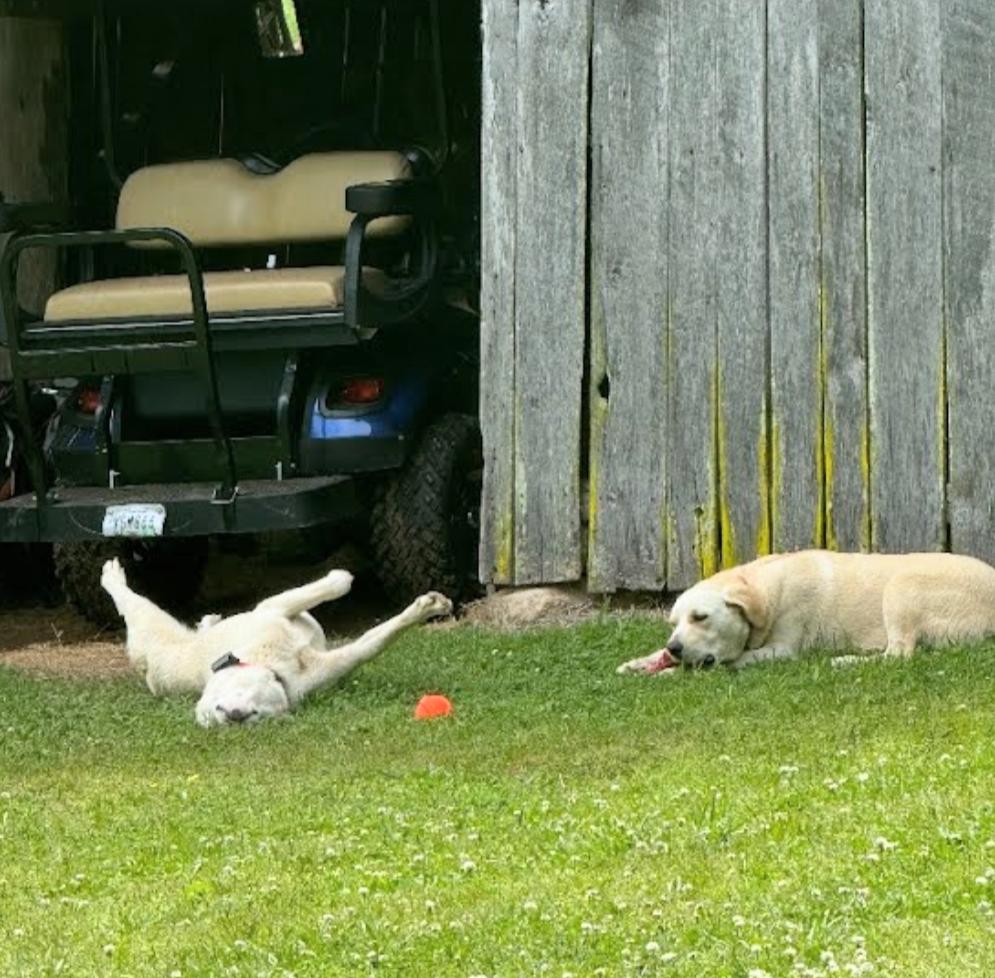 Jack & Jill - NEED HOME ASAP! photo 5