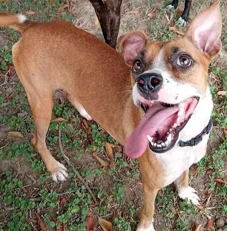 Bonita, an adoptable Mixed Breed in EL COLORADO, JAL, 48265 | Photo Image 1
