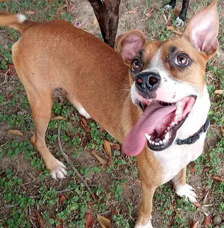 Bonita, an adoptable Mixed Breed in EL COLORADO, JAL, 48265 | Photo Image 2