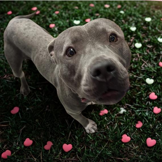 Soup 26-0060, Adoptable, Young Male Mixed Breed.