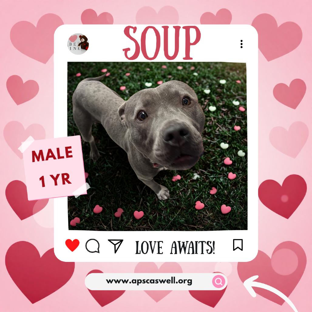 Enlarge Soup 26-0060, a Adoptable Mixed Breed in Yanceyville, NC image 3/4