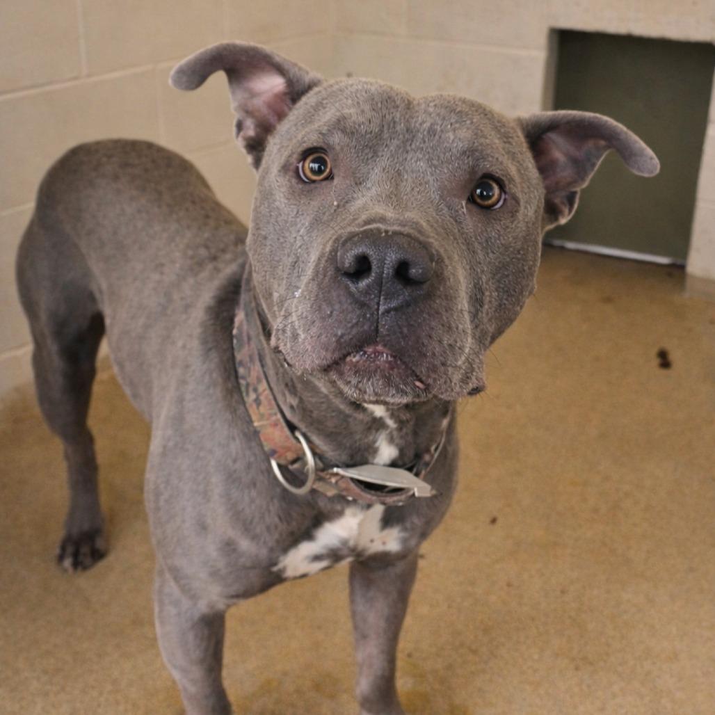 Enlarge Soup 26-0060, a Adoptable Mixed Breed in Yanceyville, NC image 4/4