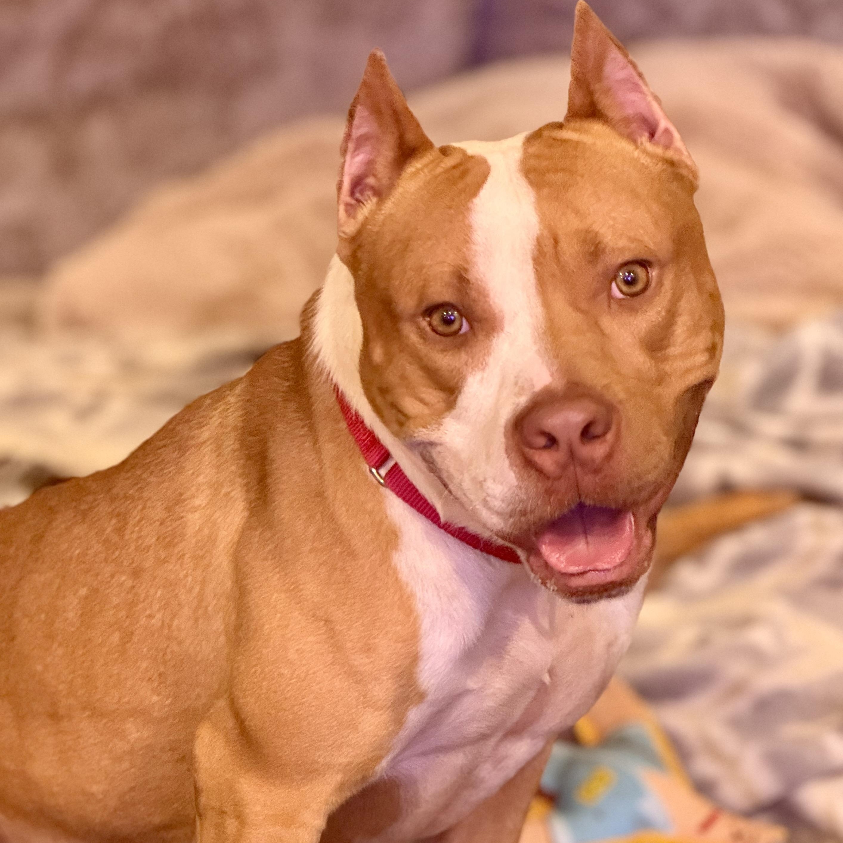 Enlarge Travis, an adopted Pit Bull Terrier in Knoxville, TN image 1/6