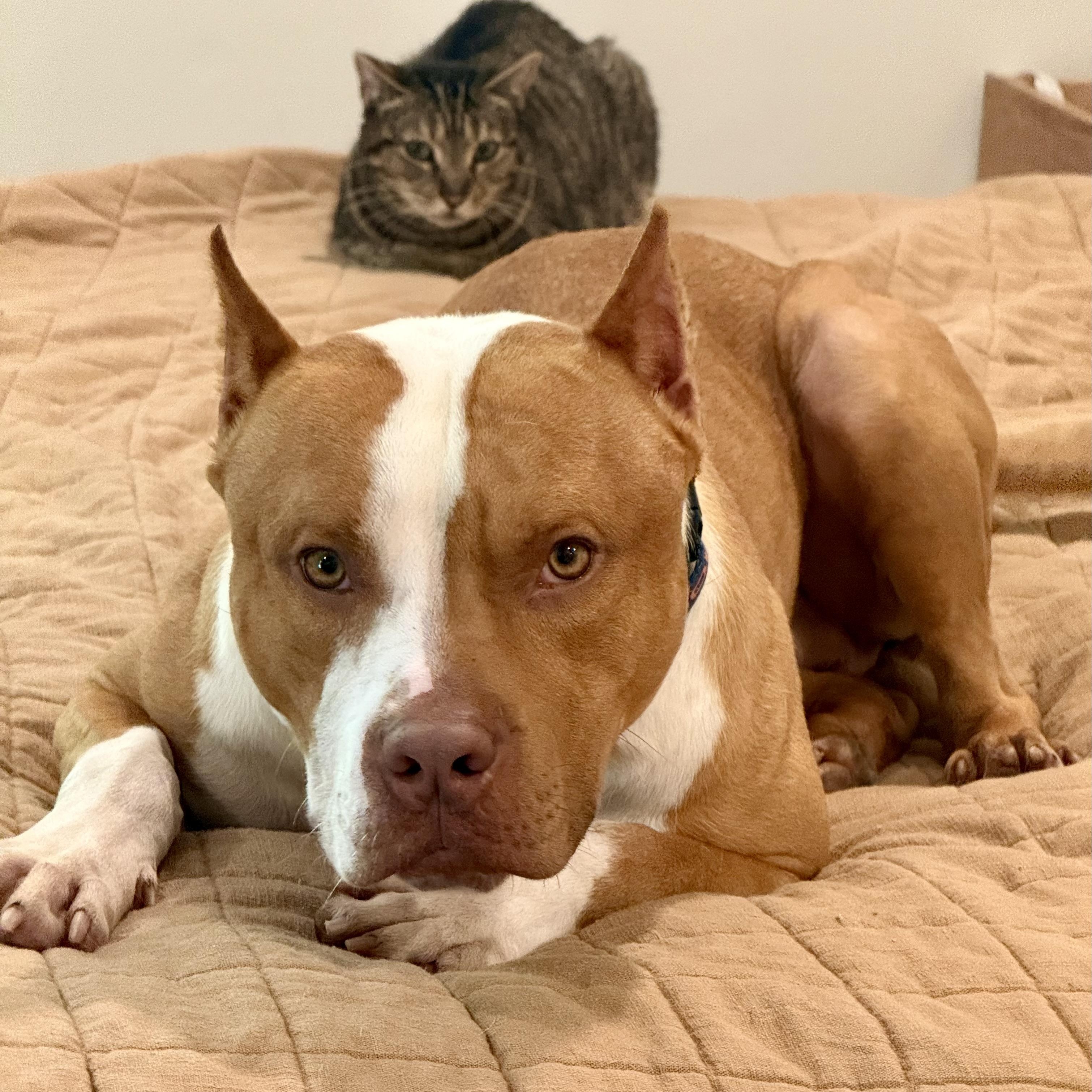 Enlarge Travis, an adopted Pit Bull Terrier in Knoxville, TN image 6/6