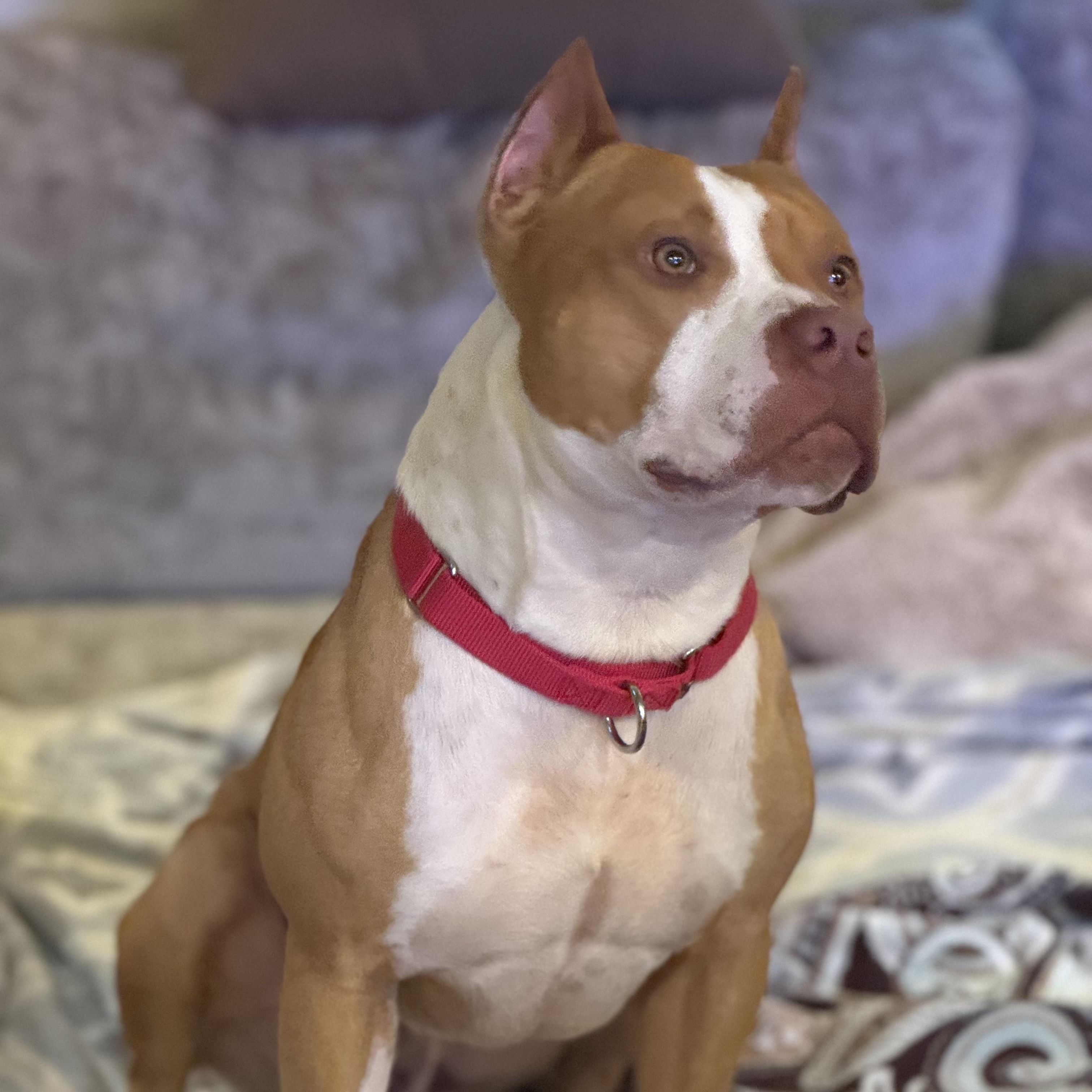 Enlarge Travis, an adopted Pit Bull Terrier in Knoxville, TN image 4/6