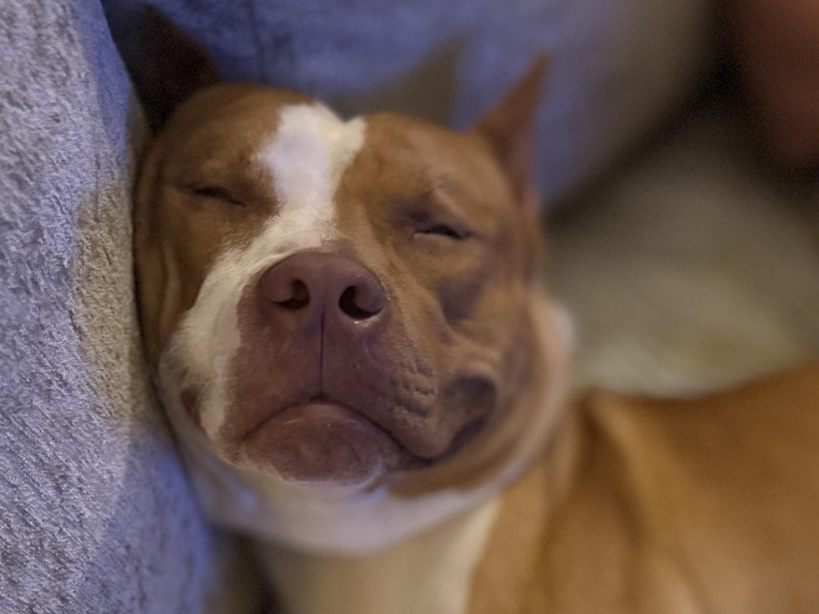 Enlarge Travis, an adopted Pit Bull Terrier in Knoxville, TN image 3/6